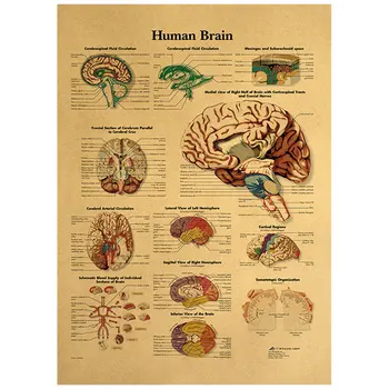 Az emberi Test Értelmezése Diagram-Részletes Magyarázatot Agy Szervezeti Struktúra nátronpapír Retro Plakát Fali Matrica Kép 0