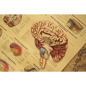 Az emberi Test Értelmezése Diagram-Részletes Magyarázatot Agy Szervezeti Struktúra nátronpapír Retro Plakát Fali Matrica Kép 5